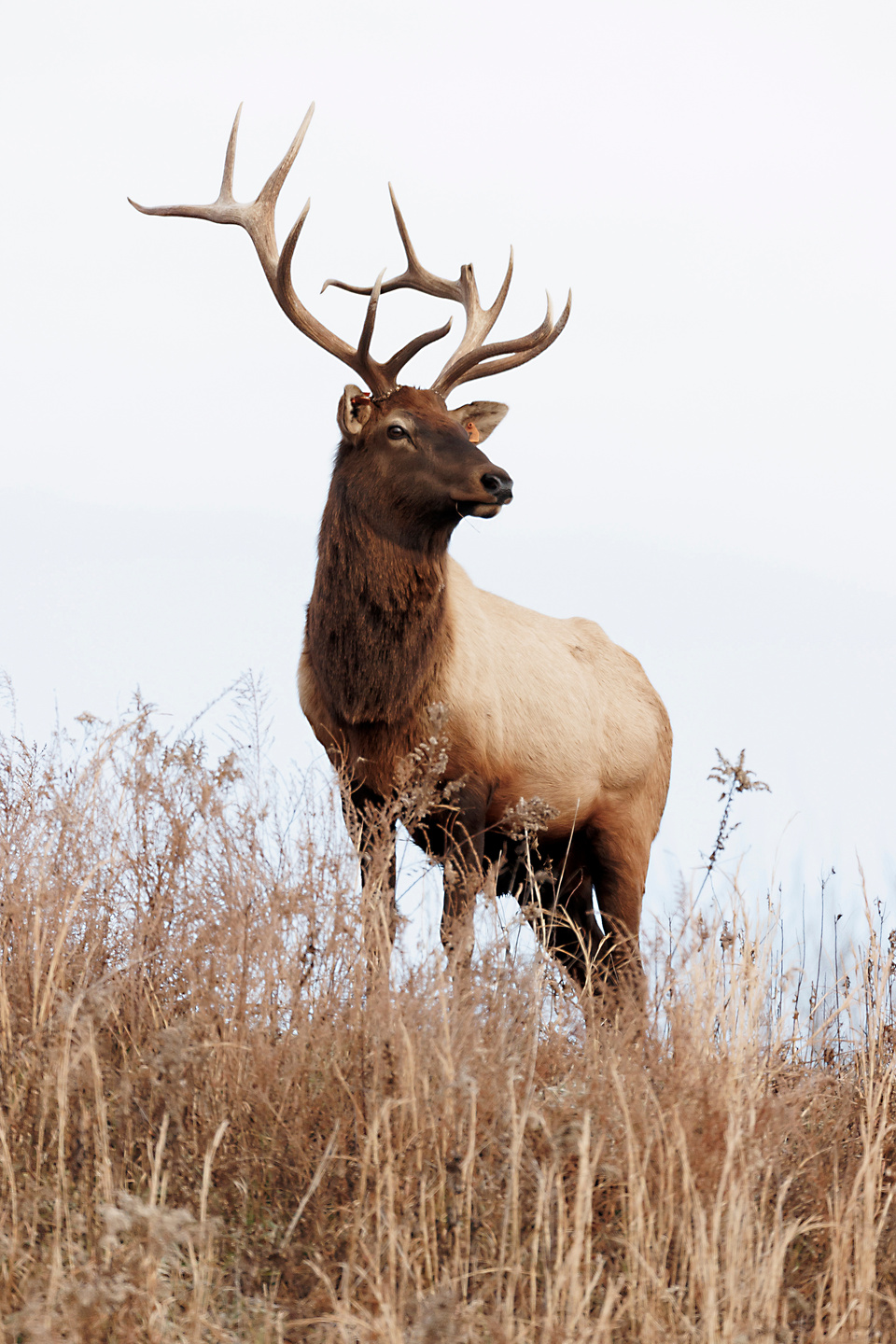 Elk